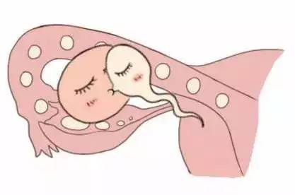 胚胎实验室