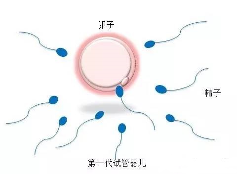 胚胎实验室